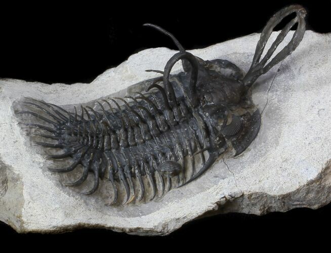 Excellent , Short-Trident Walliserops Trilobite #36172